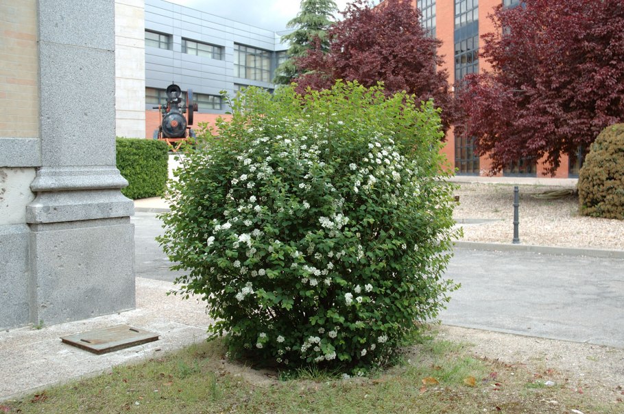 Спирея японская Грефшейм