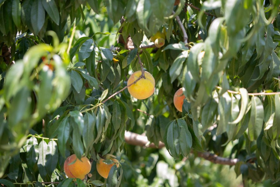 Персиковые деревья Грузия
