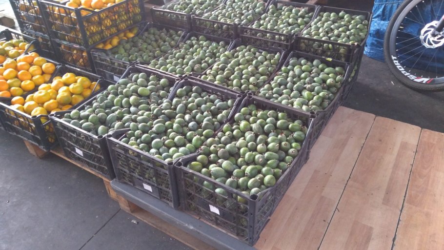 Фейхоа Грузия рассадник