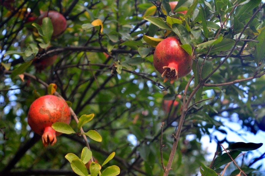 Грузия гранаты