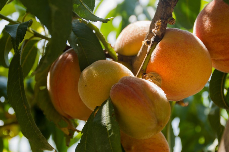 Крымские фрукты