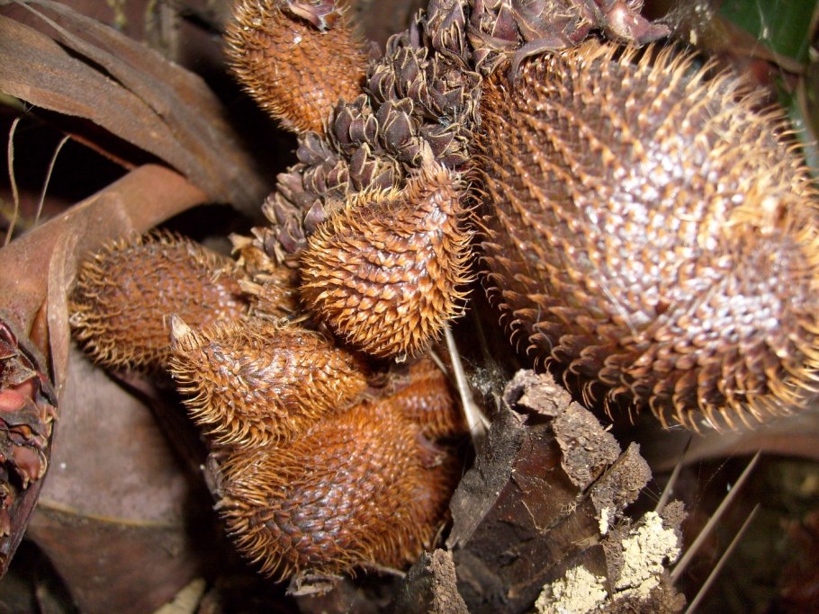 Тайский фрукт Салак