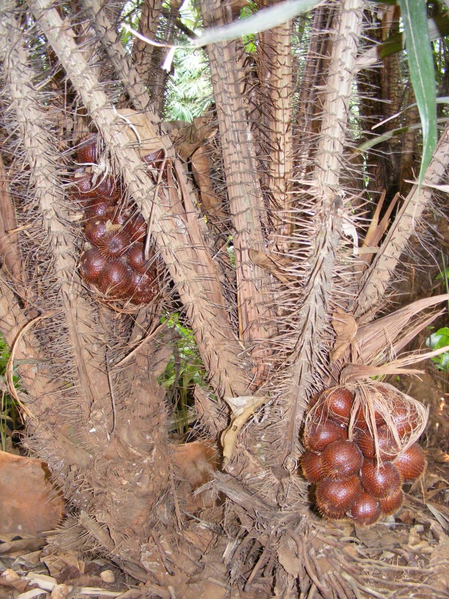 Снейк фрукт