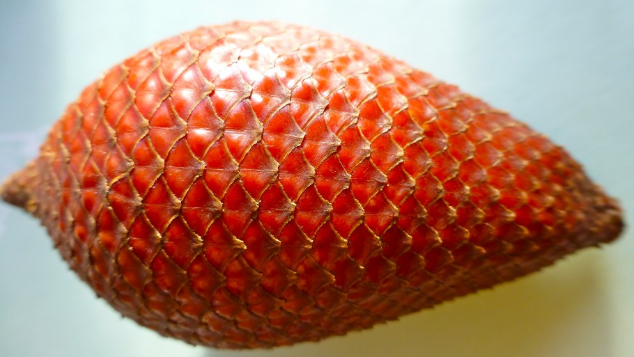 Фрукт змеиный