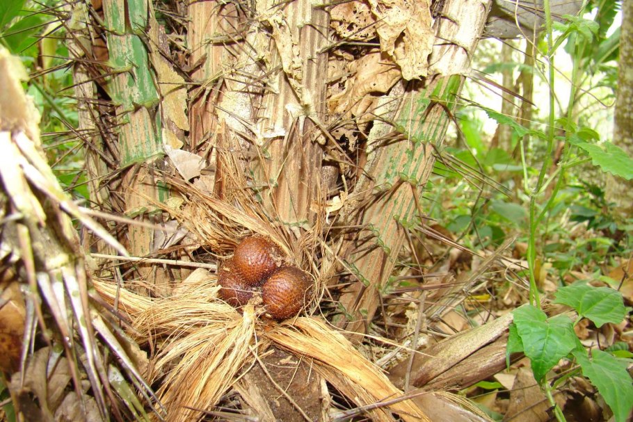 Салак змеиный дерево