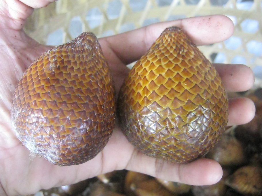 Тайский Салак Жук