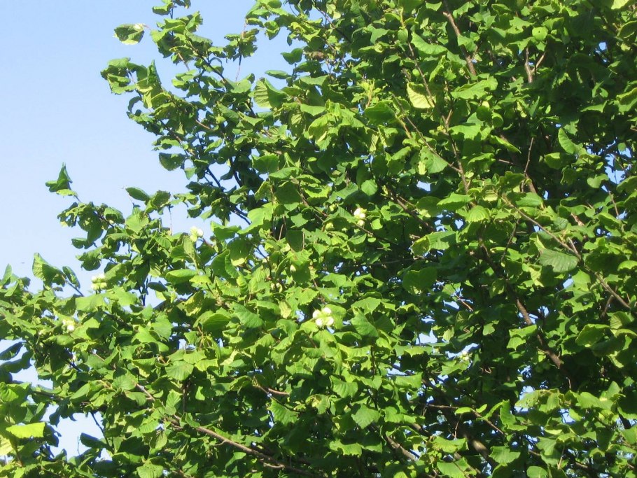Лещина разнолистная - Corylus heterophylla