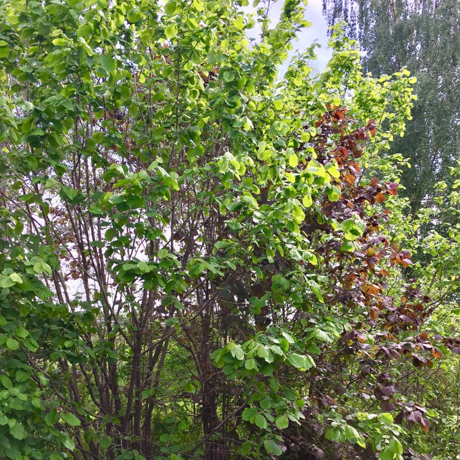 Лещина (Corylus avellana);