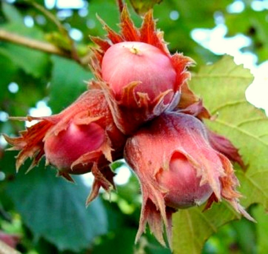 Бук Восточный – Fagus orientalis