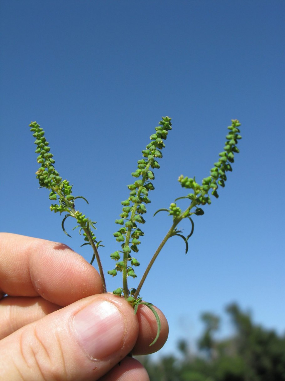 Цветы амброзии полыннолистной