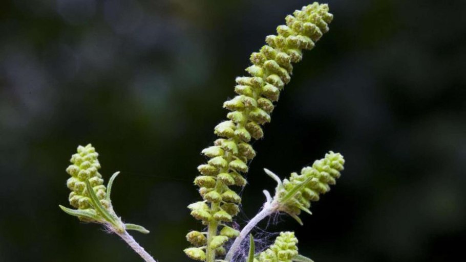 Амброзия трехнадрезная