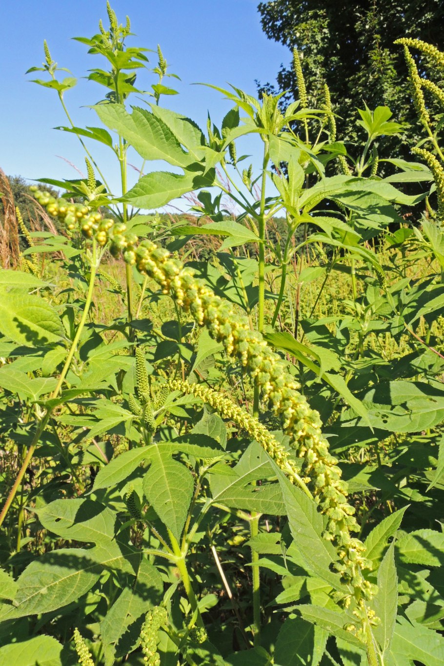 Сорняк амброзия трехраздельная