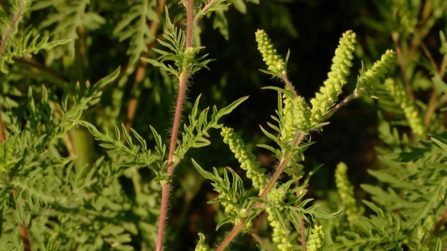 Амброзия полыннолистная (Ambrosia artemisiifolia l.)