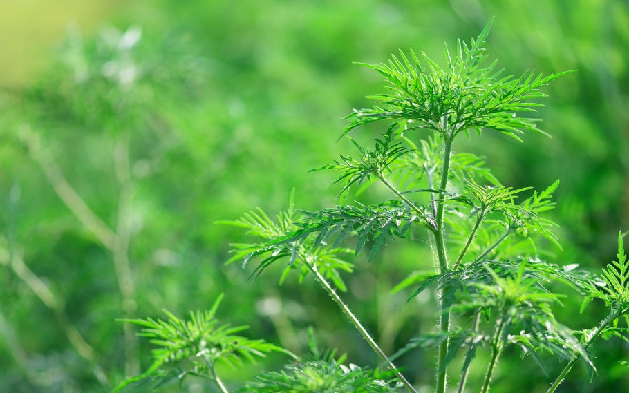 Ambrósia artemisiifólia