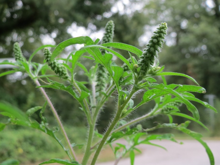 Сорняк амброзия полыннолистная