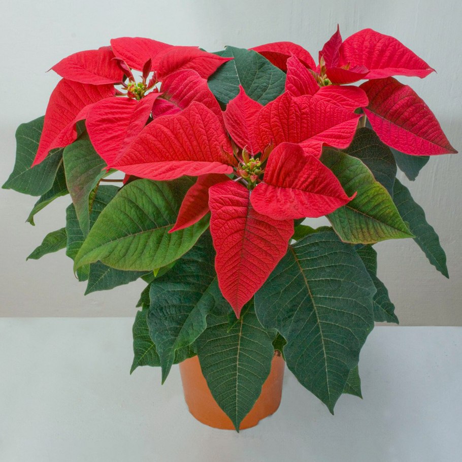 Эсхинантус Мона Лиза