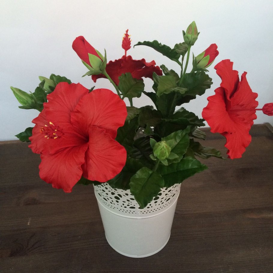 Гибискус китайский розан