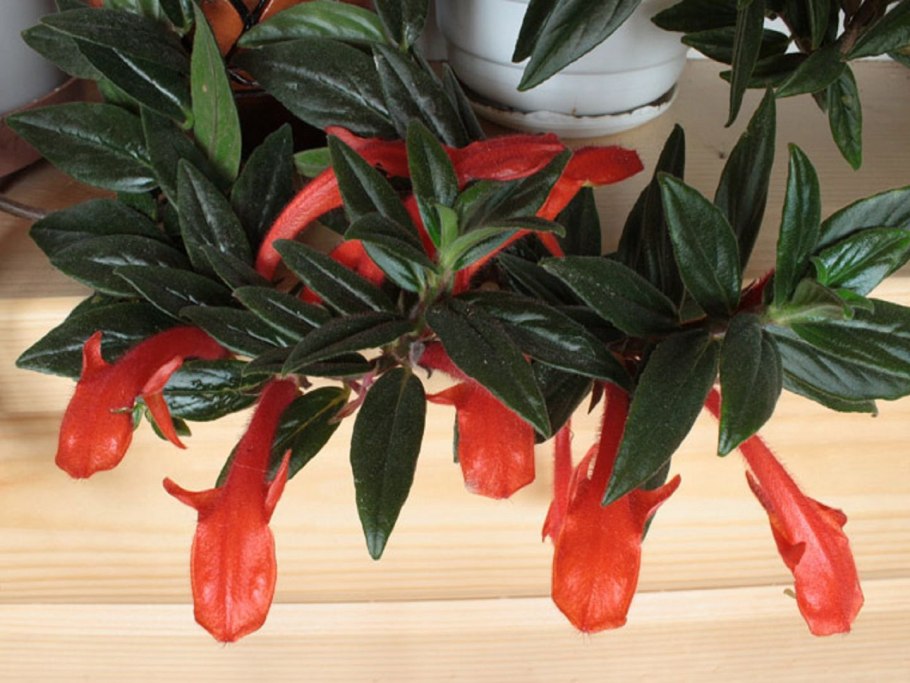 Молочай пуансеттия