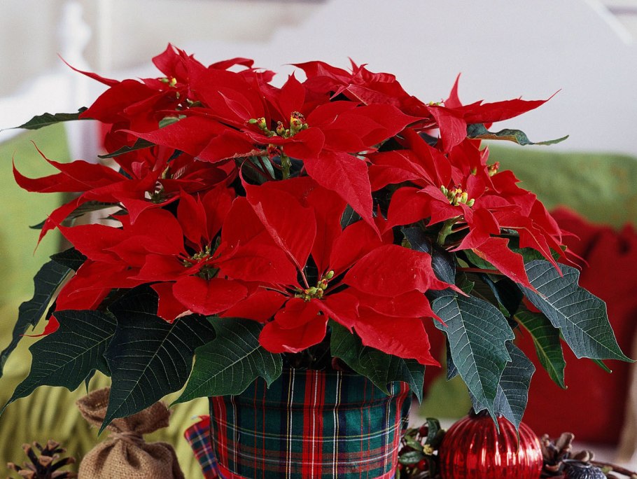 Антуриум красный