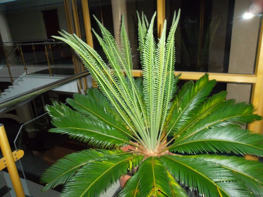 Фикус Драцена