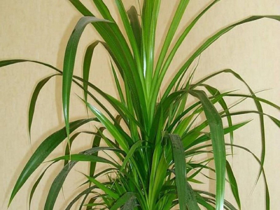 Комнатная Пальма Ховея