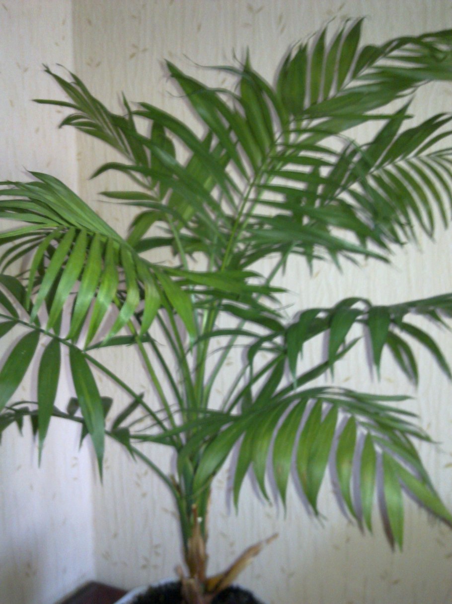 Пальма остролистная