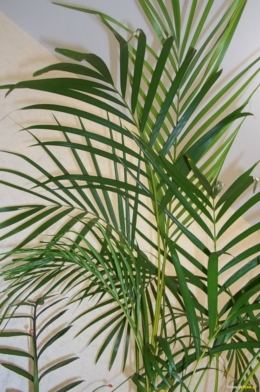 Циперус, Папирус, ситовник