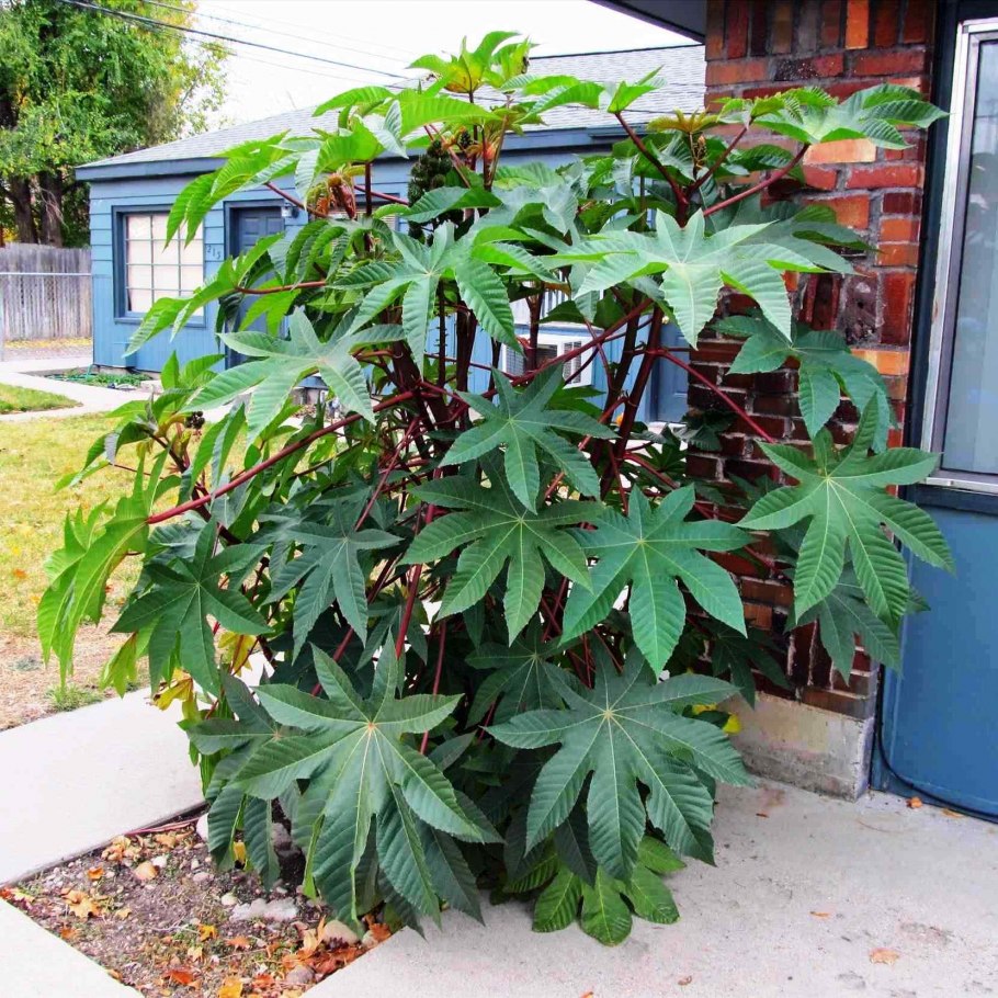 Финик Робелена