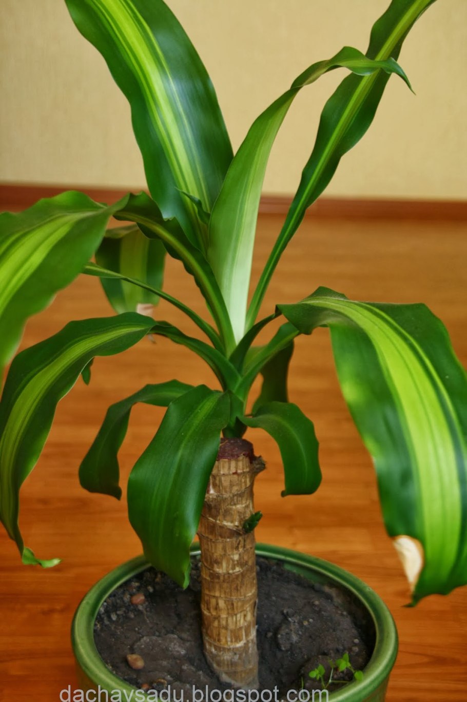 Дерево Сумах Сочи