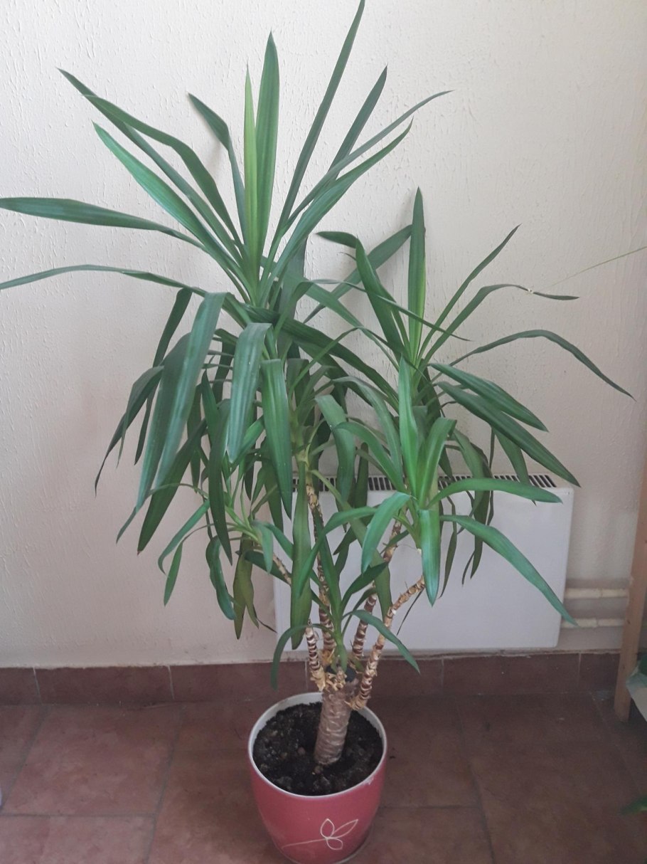 Пальма Драцена