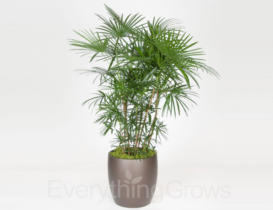 Рапис цветок