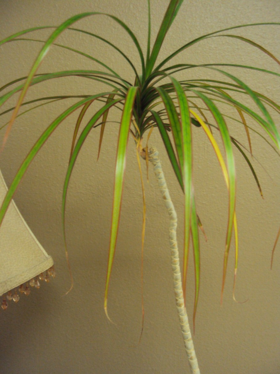 Арека Хризалидокарпус