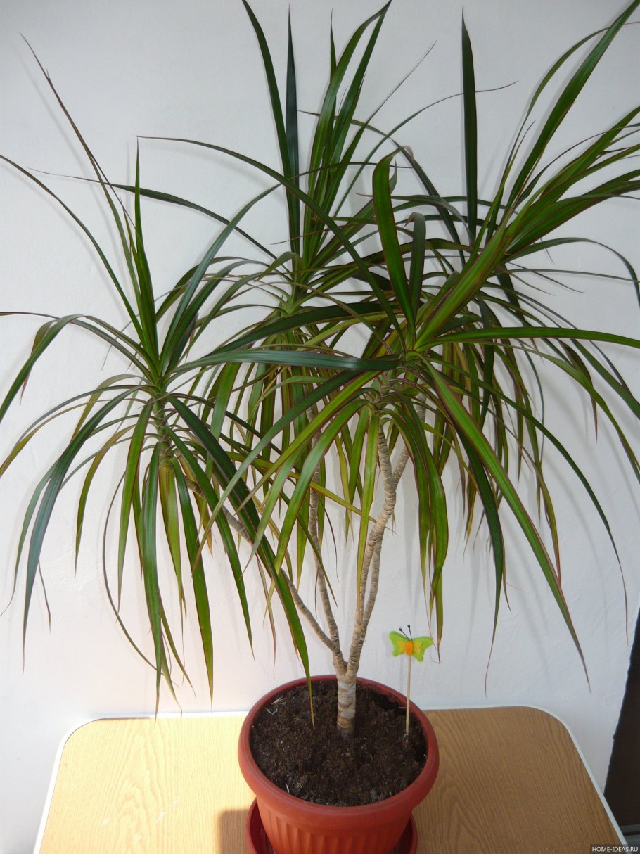 Цветок Пальма Драцена