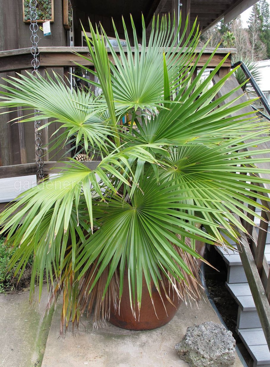 Ховея Кентия