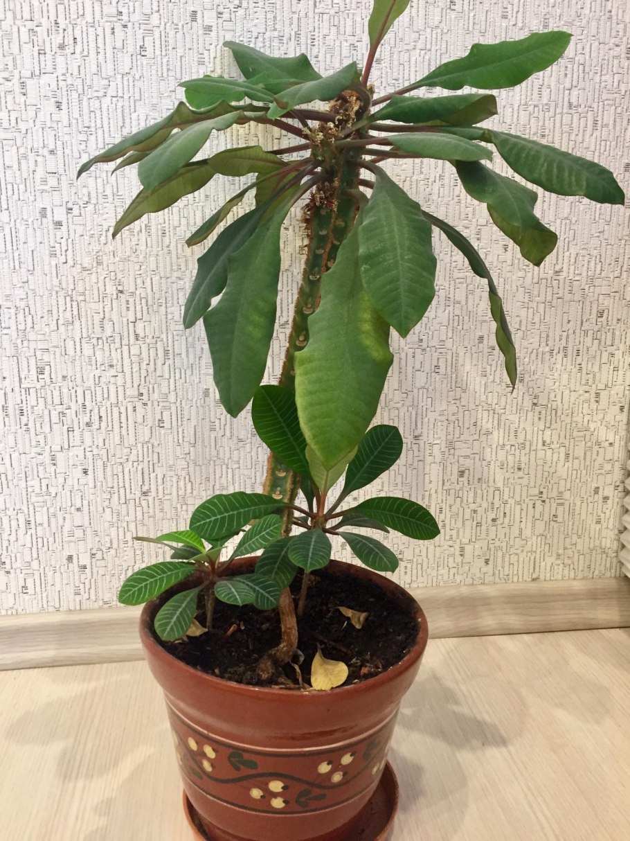 Комнатная Пальма панданус