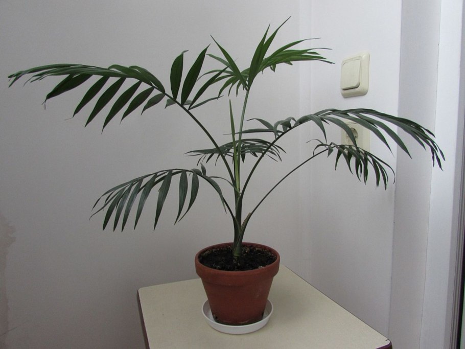 Трахикарпус веерная Пальма