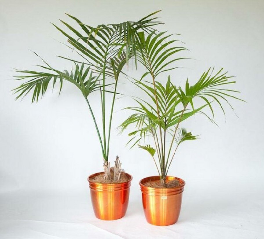 Драцена Массанжана (70 см)