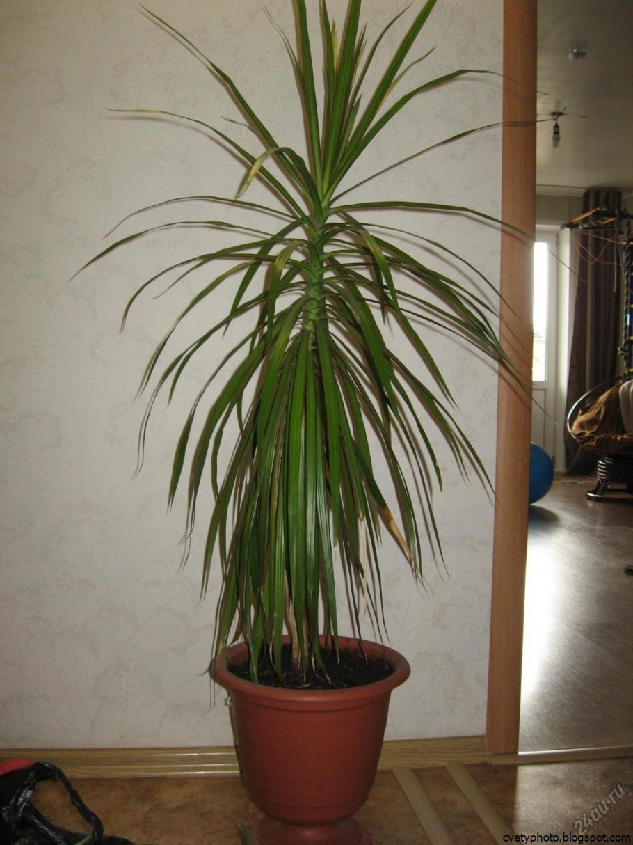 Растения Пальма комнатная Палладиум
