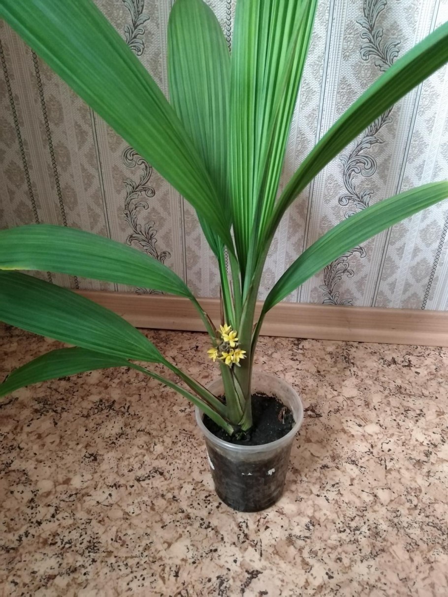 Лианоподобная Пальма