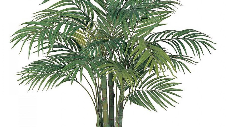 Комнатная Пальма Бахрея