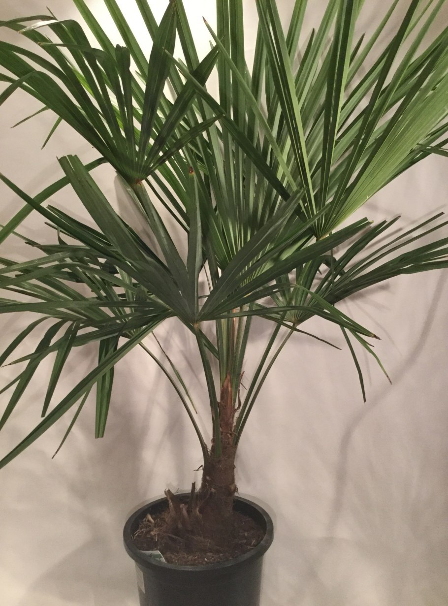 Пальма трахикарпус фортуна