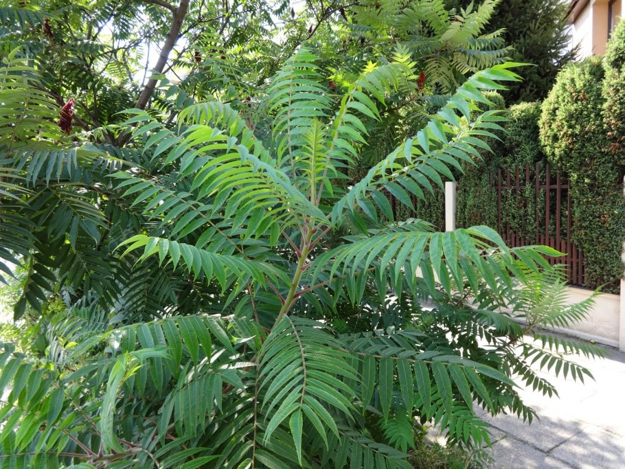 Юкка Виппла