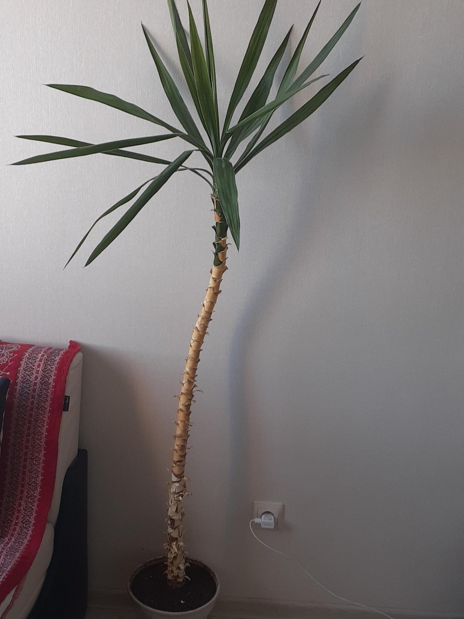 Пальма Трахикарпус