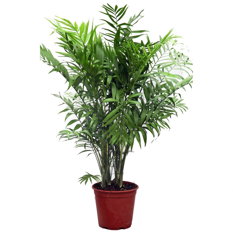 Archontophoenix cunninghamiana семена