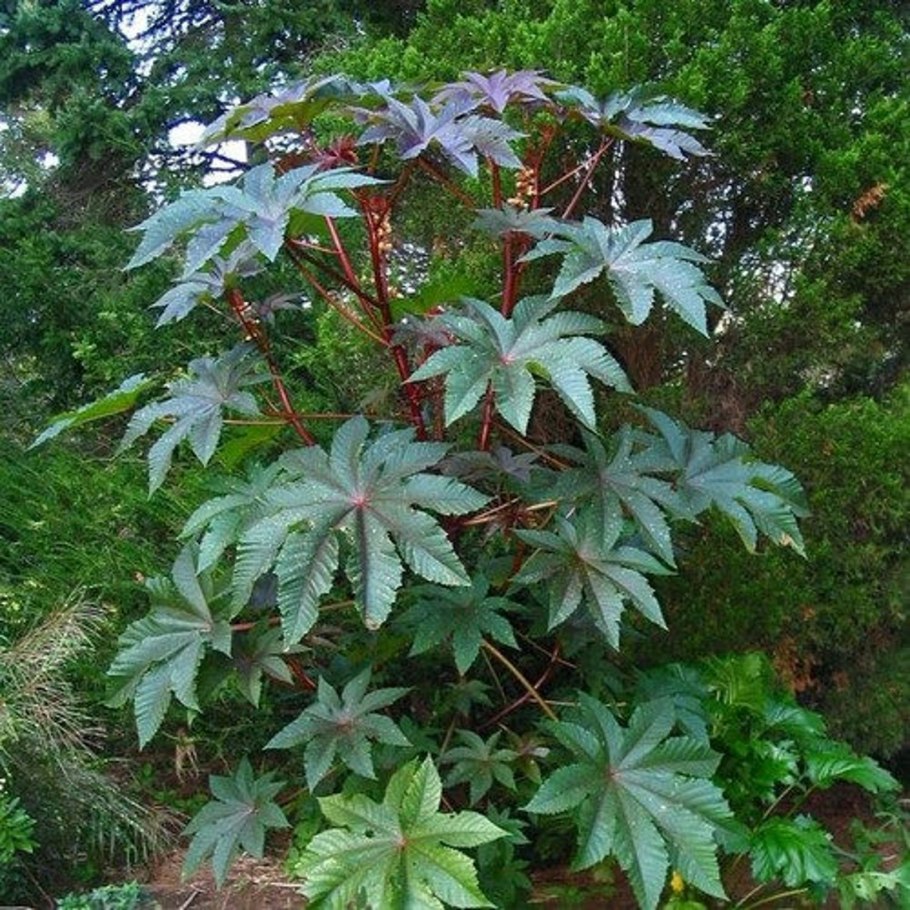 Гибсис Пальма