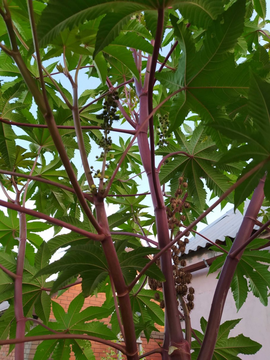 Пальма Юкка