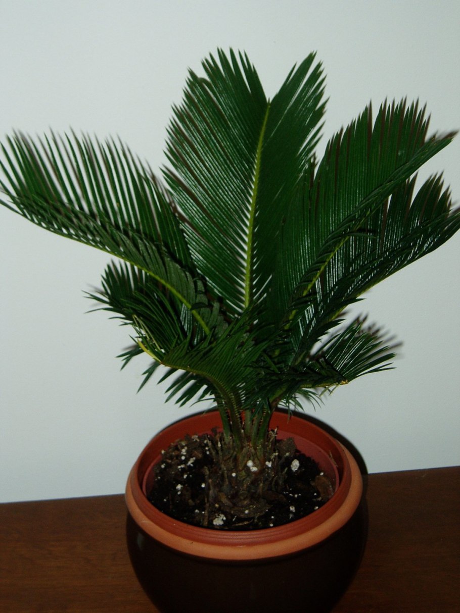 Цветок Пальма Юкка