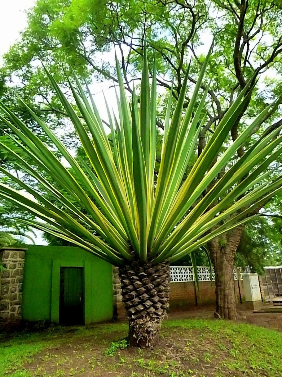 Пальма Ливистона