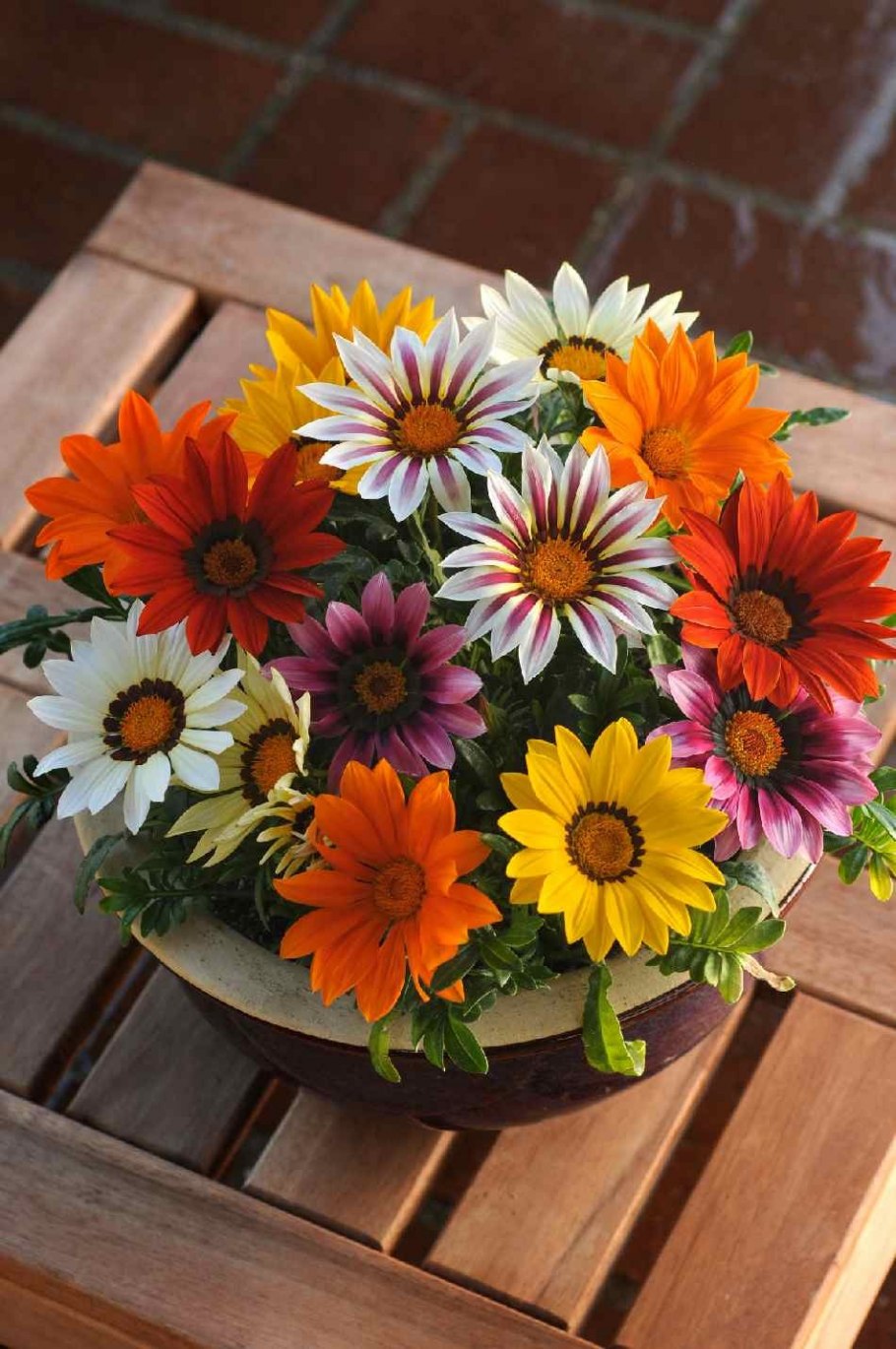 Гацания гибридная