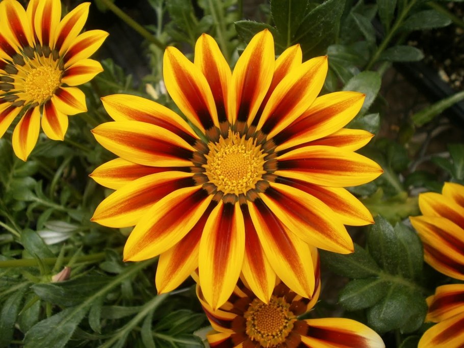 Гацания ред страйп